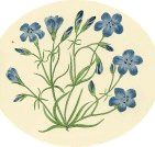 botany
