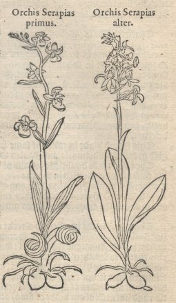 Early Botany Illustrated
