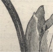 wood-engraving